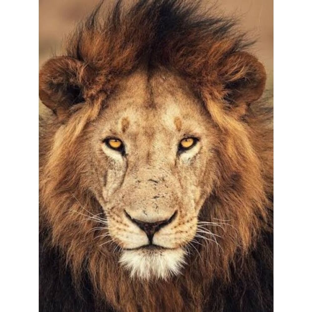 Custom Fridge Magnet Lion Home Kitchen Office Decor